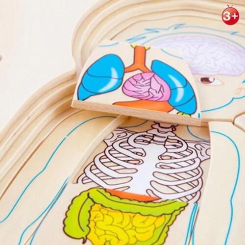 Rompecabezas cuerpo humano niña - Imagen 3