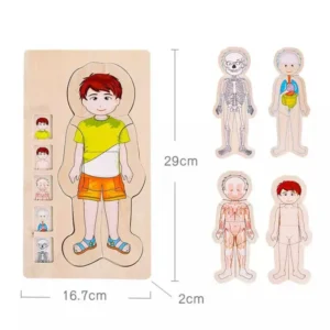 Rompecabezas cuerpo humano niño