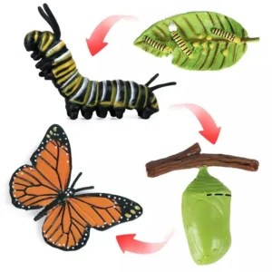 Ciclo de vida de una Mariposa
