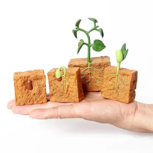 Ciclo de vida de una Planta