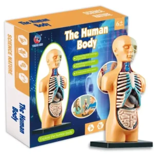 Cuerpo humano armable
