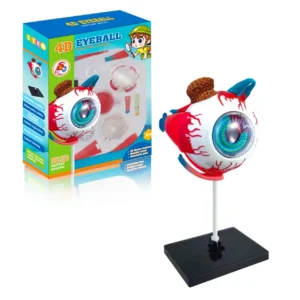 Anatomia del ojo