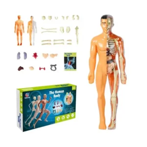 Cuerpo humano armable 1
