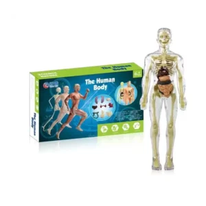 Cuerpo humano armable 2