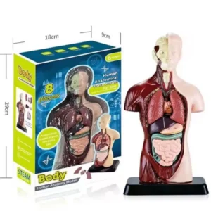 Cuerpo humano armable L