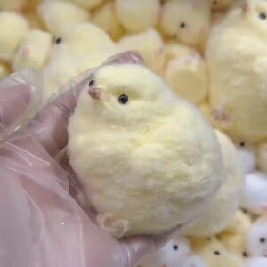 Pollo pegajoso pelos